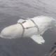 Illustration for article titled Norwegian Fishermen Discover Beluga Whale That Might Be Working with the Russian Navy